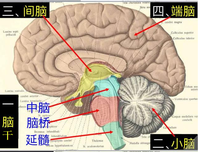 大脑结构示意图