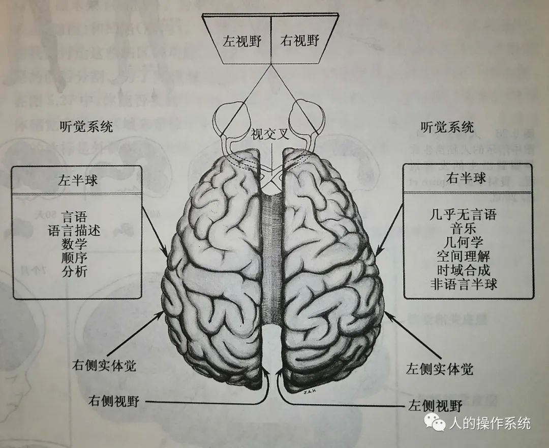 左右脑的交叉控制