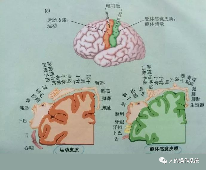 大脑皮层与功能对应图