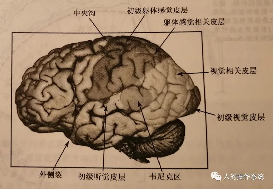 大脑皮层侧视图
