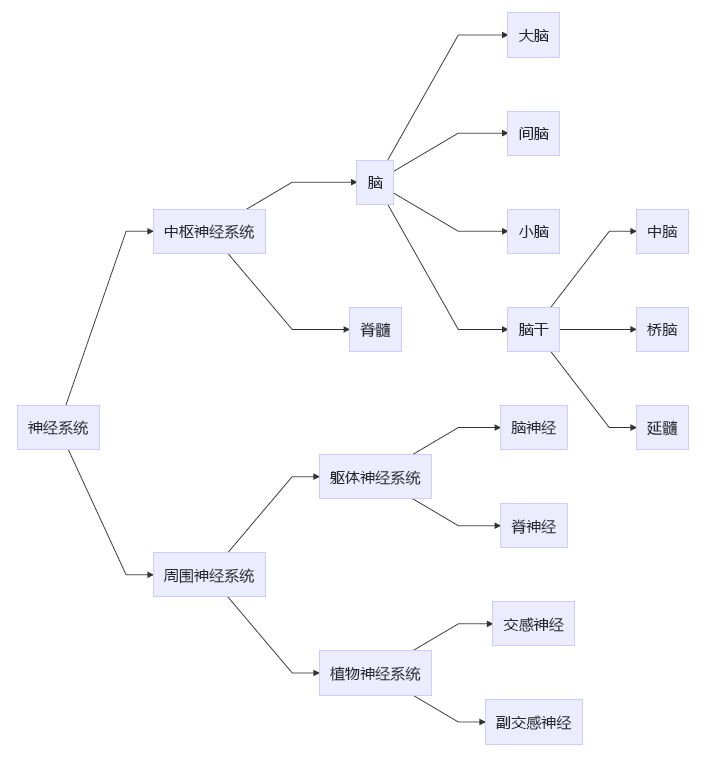 神经系统组织结构