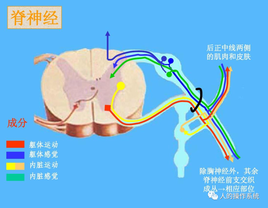 脊神经的四种机能成分