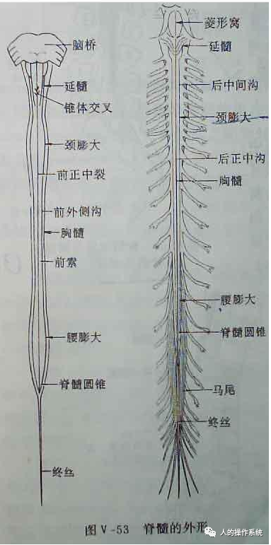 脊髓的外形