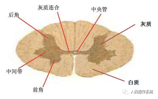 脊髓的横截面图