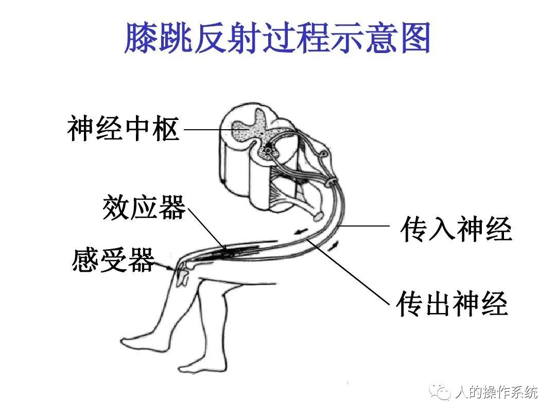 膝跳反射过程示意图